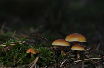 Champignons : 460 intoxications au cours de l'été