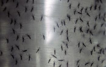 Chikungunya : 35 000 cas en Polynésie française 
