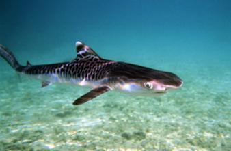 L'Agence de l'alimentation interdit la consommation de requin