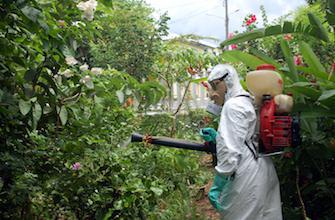 Chikungunya : l’épidémie s’intensifie en Martinique 