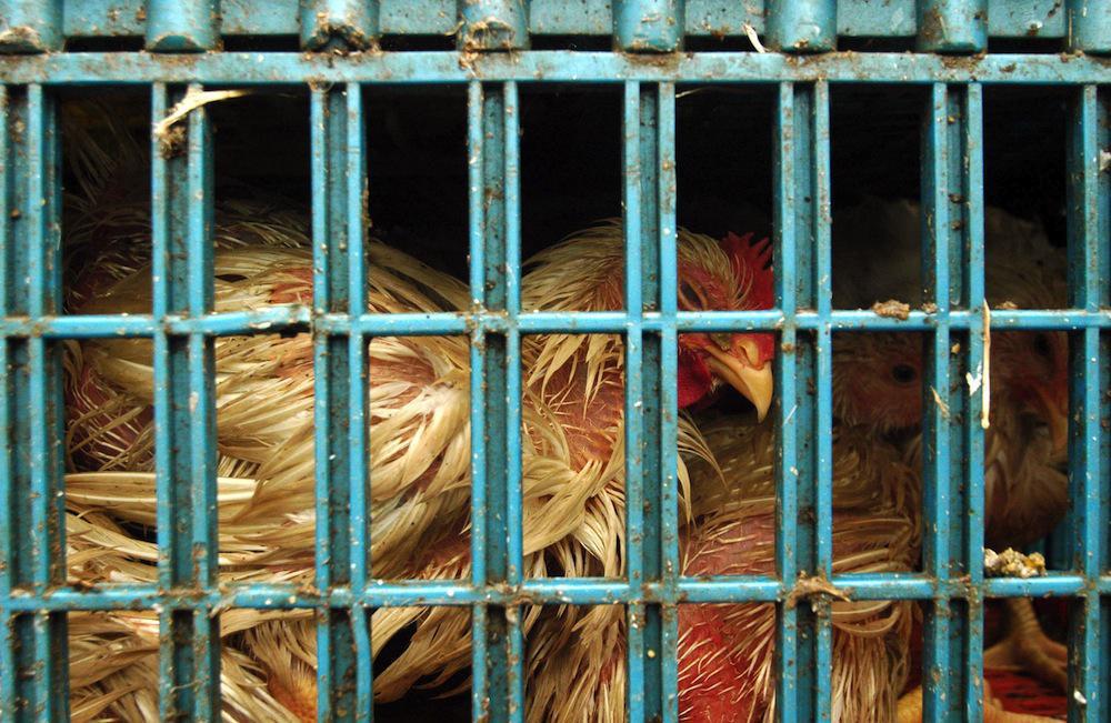 Grippe aviaire : l’OMS rappelle les principes de précaution