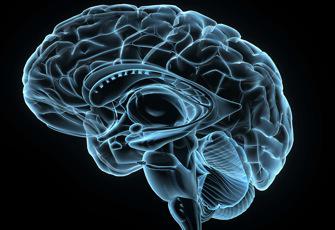 Cerveau : un hémisphère compense l’autre