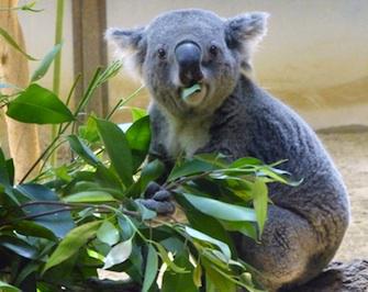 Sida : une piste de guérison grâce aux koalas 