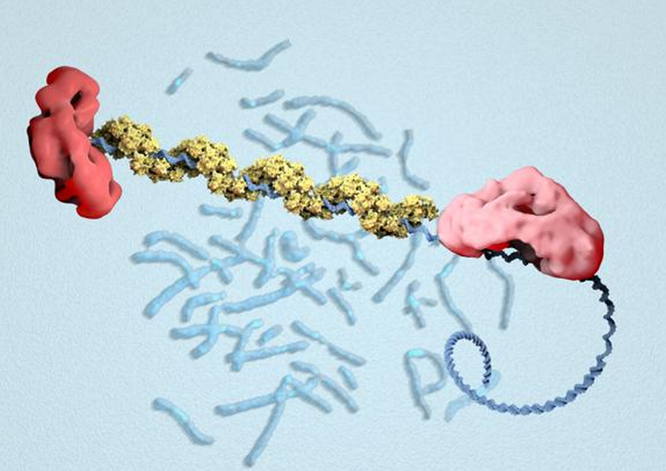 Cancer du sein : des chercheurs ont décodé le gène BRCA2 