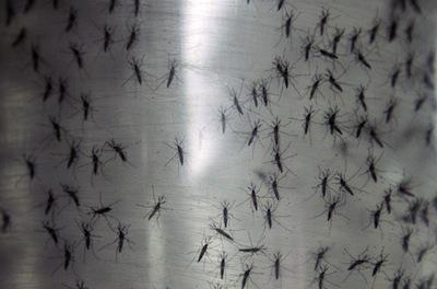 Chikungunya : premier cas mortel en Guyane
