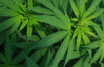 Cannabis : la répression coûte 568 millions d'euros par an