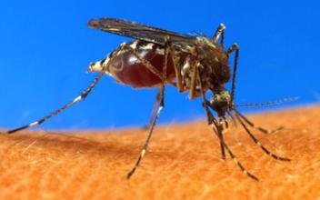 Chikungunya : la Polynésie française frappée par l'épidémie