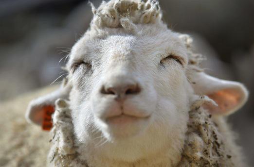 La tremblante du mouton susceptible d'être transmise à l'homme