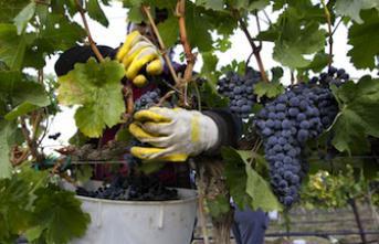 Acné : une piste pour un nouveau traitement à base de raisin 