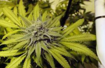 Cannabis médical : comme l'Allemagne, la France juge au cas par cas