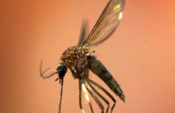 Paludisme : une forme plus mortelle genre se propage en Asie 