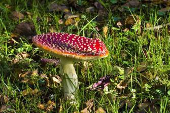 Champignons : des résidus de pesticides, nicotine et métaux lourds… 