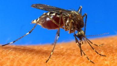 Chikungunya : l'ennemi numéro 1 en Polynésie française