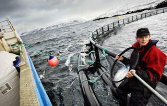 Le saumon d'élevage norvégien ne nuirait pas à la santé 
