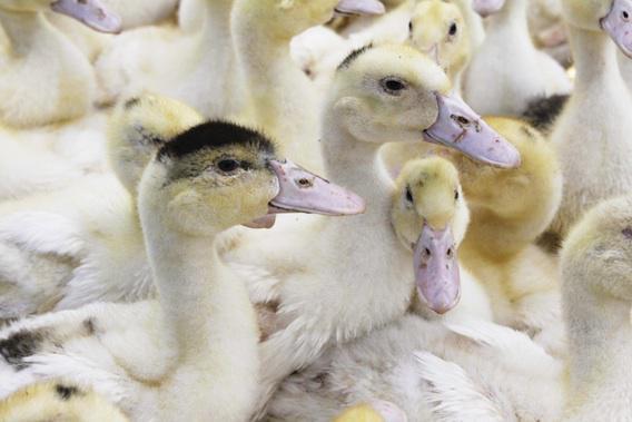 Grippe aviaire : 11 nouveaux foyers recensés dans le Sud-Ouest