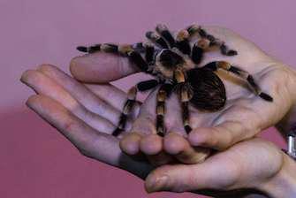 Les vertus anti-douleur du venin d'araignée