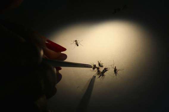 Dengue : un vaccin protège 80 % des 9-16 ans