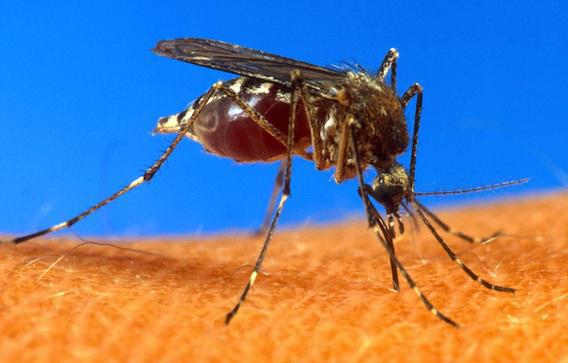 Paludisme : Microsoft teste un drone anti-moustique