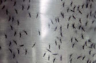 Dengue et Chikungunya : 1331 cas suspects en Métropole en six mois