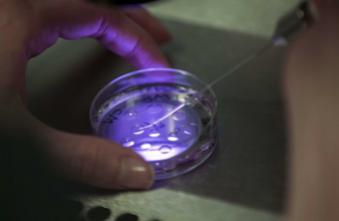 FIV : 1ère impression en 3D d'un embryon à Montpellier 