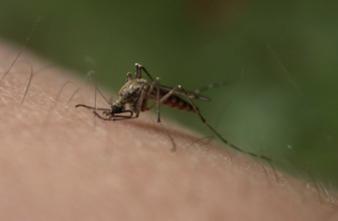 Chikungunya : risque d'épidémie pendant la coupe du monde de football 