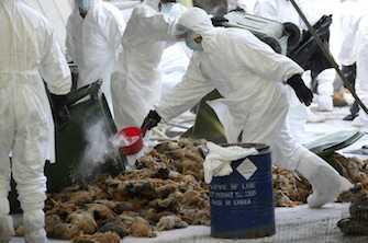 Grippe aviaire : la France renforce les mesures de surveillance
