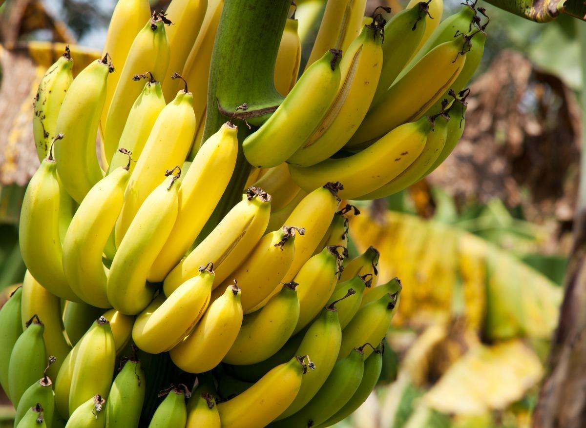 banane et cancer prostate