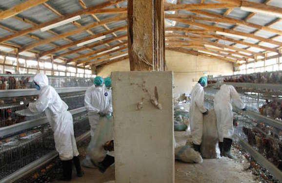 Grippe aviaire en Afrique : la FAO lance un appel aux dons 