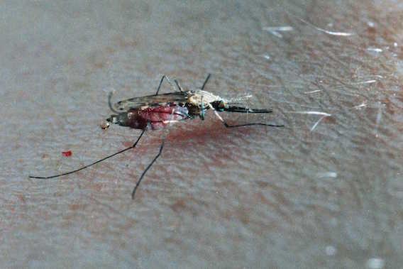 Virus Zika : risque de transmission sur toute la France