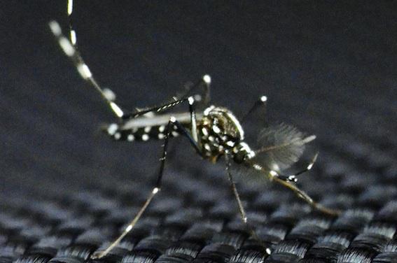 Virus Zika : le risque pour la métropole est réel