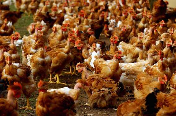 Grippe aviaire : 58 % des Français restent sereins