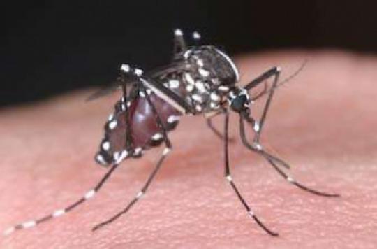 Une étude découvre les gènes des moustiques pour résister aux insecticides 