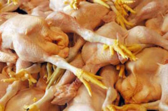 Grippe aviaire : 170 000 oiseaux abattus en Grande-Bretagne 