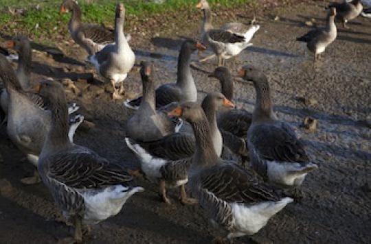 Grippe aviaire : 14 000 canards et 1 000 oies abattus en Dordogne 