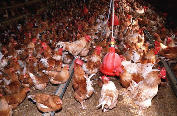Grippe aviaire : le Lot touché à son tour
