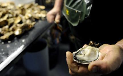 Gastro-entérite : les huîtres favoriseraient la maladie chez l'humain