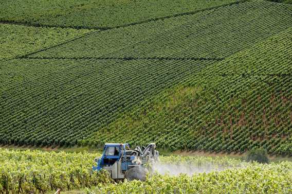 Pesticides : la famille d’un viticulteur bordelais porte plainte contre X