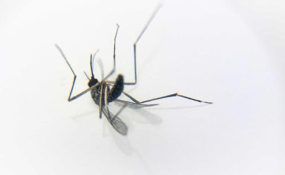 Malaria : un nouveau médicament pour un dollar