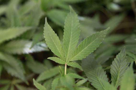 Cannabis : un Français sur trois en a déjà consommé