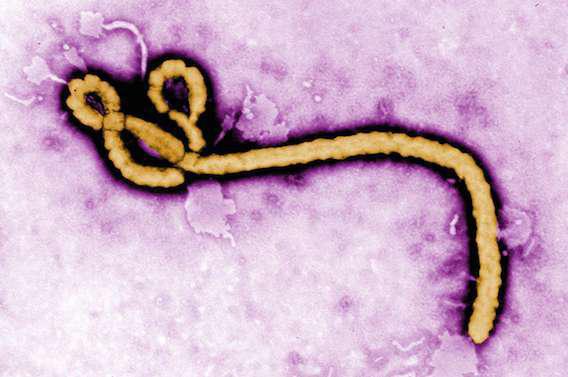 Ebola : des experts pointent les défaillances de l’OMS