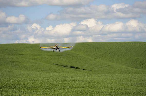 Pesticides : l'Europe tenterait de réintroduire certains produits