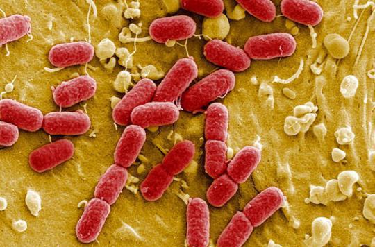 Satiété : les bactéries intestinales peuvent réguler notre appétit