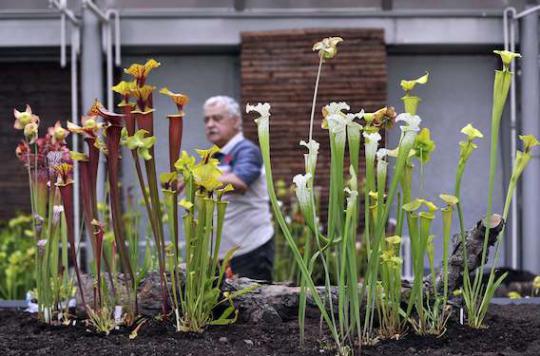 D�couverte d'une plante carnivore qui d�vore le frelon asiatique