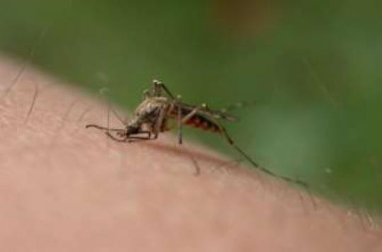 Paludisme : les chercheurs inquiets par la résistance aux traitements 