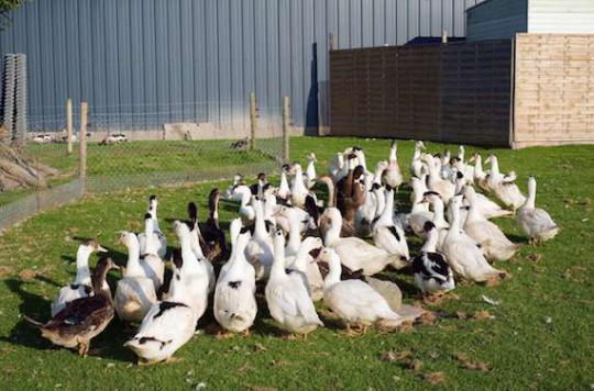 Grippe aviaire : 130 millions d’euros pour les éleveurs