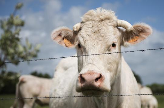  Un cas de vache folle suspecté dans les Ardennes 