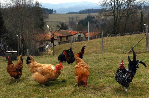 Dordogne : le plan d'urgence a permis d'identifier 2 nouveaux cas de grippe aviaire 