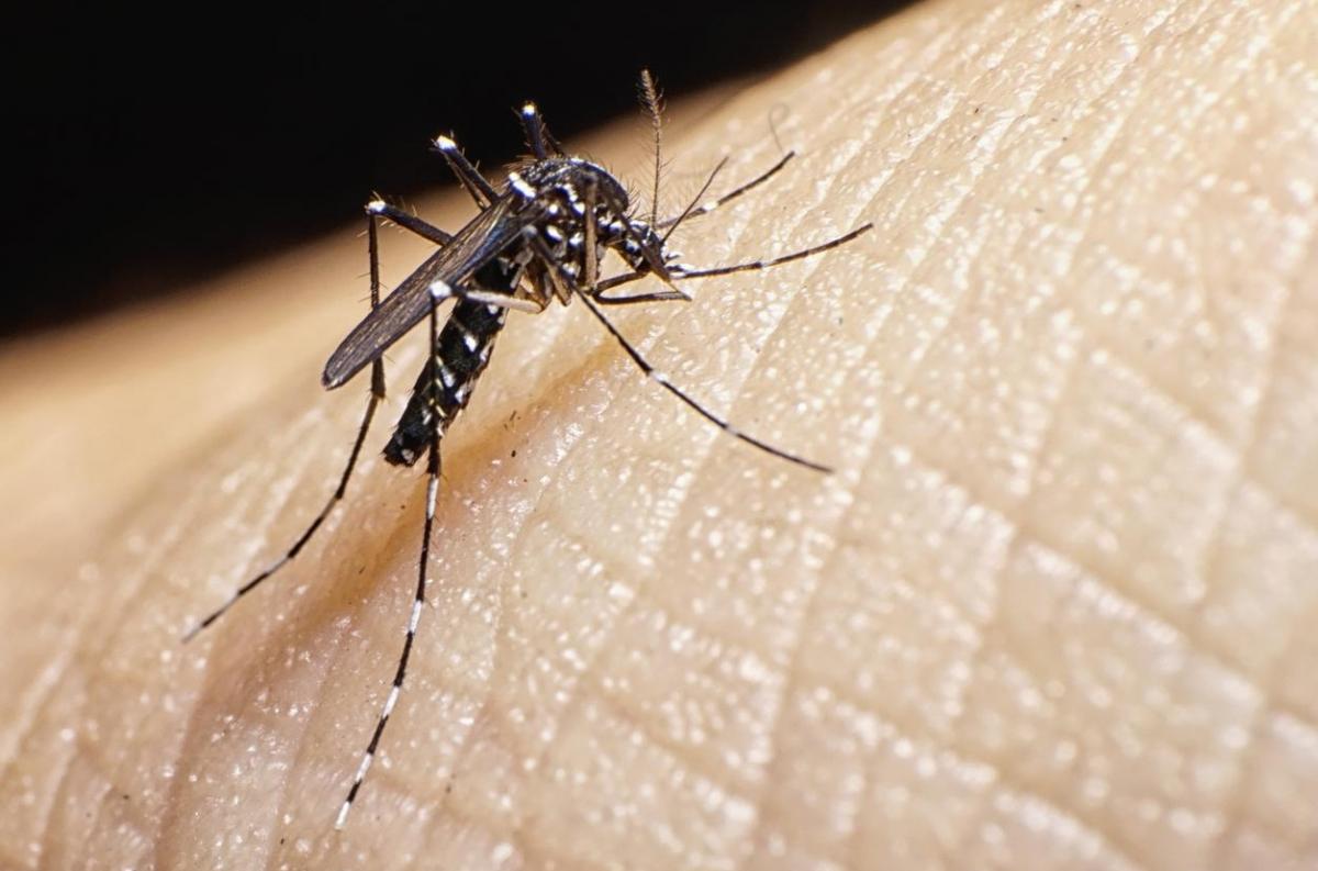 Avec le beau temps retour des moustiques en Guyane - Guyane la 1ère