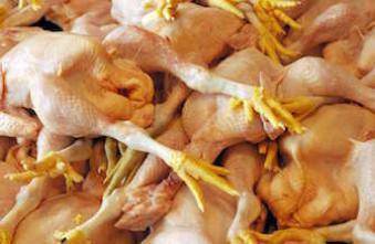 Grippe aviaire : le Japon décide d'abattre 42 000 poulets  