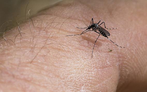 Zika : l'OMS craint que le virus ne s’attaque à l’Europe